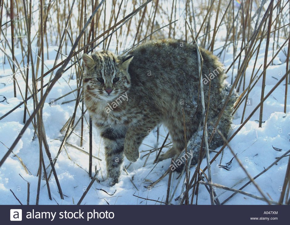 Виверровый кот котята