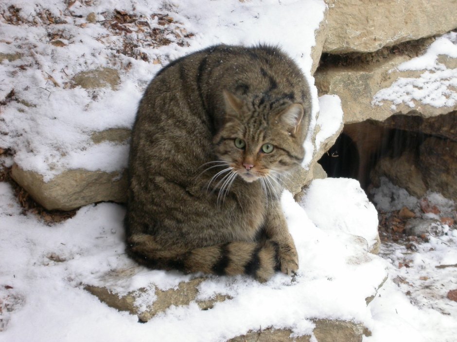 Виверровый кот