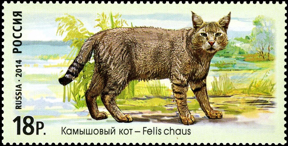 Продам камышового котенка