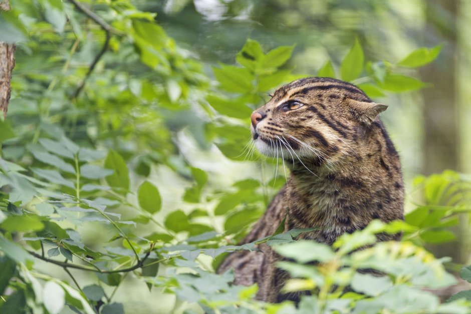 Кот дикий Лесной камышовый Амурский