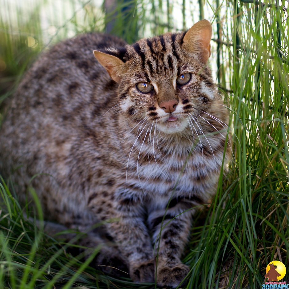 Лесной кот на Дальнем востоке