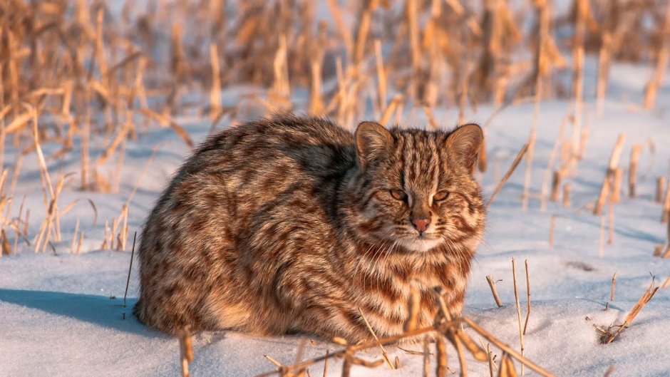 Дикий виверровый кот