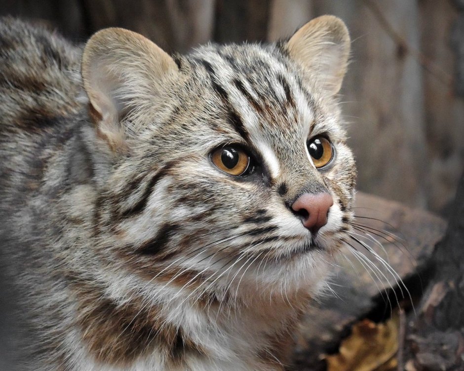 Амурский камышовый кот