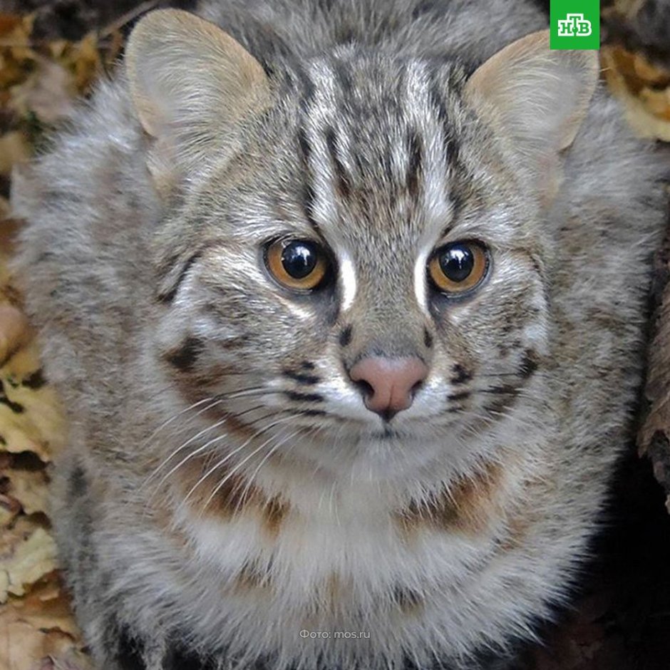 Амурский Лесной кот