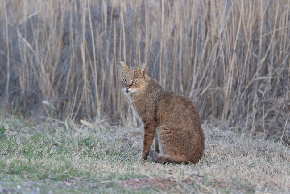 Амурский камышовый кот