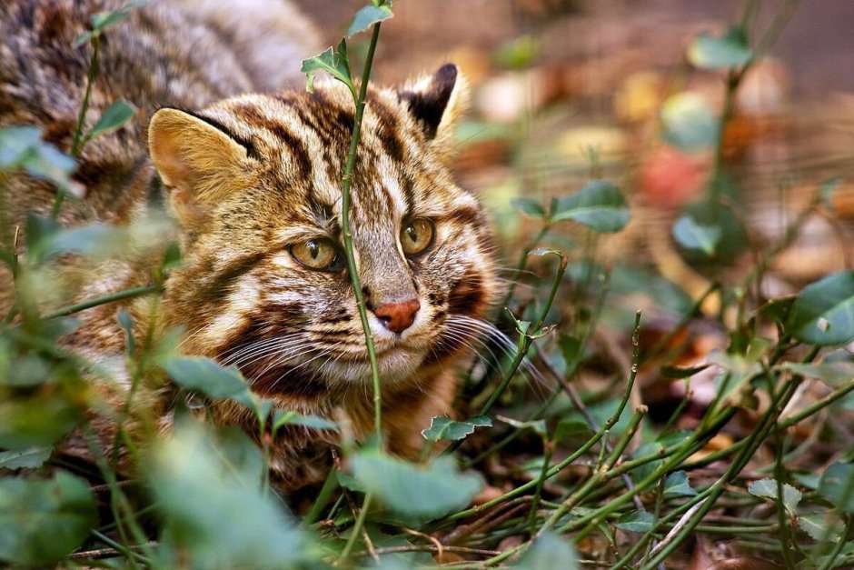 Шотландская Лесная кошка
