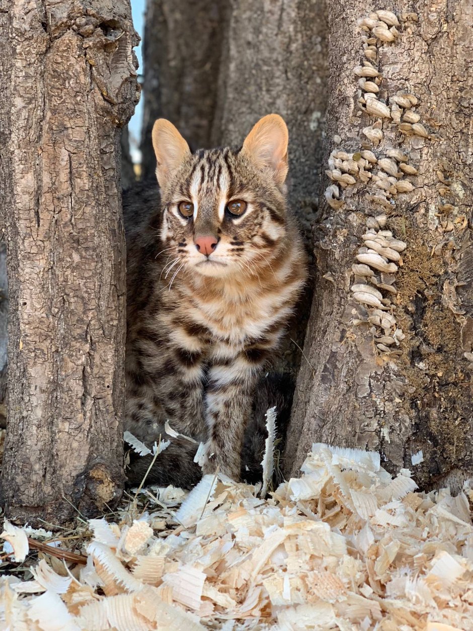 Дальневосточный Лесной кот на фотоловушках