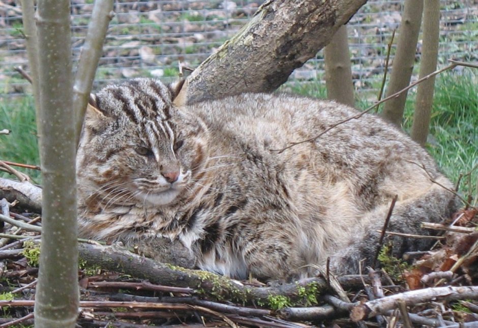 Уссурийский Амурский Лесной кот
