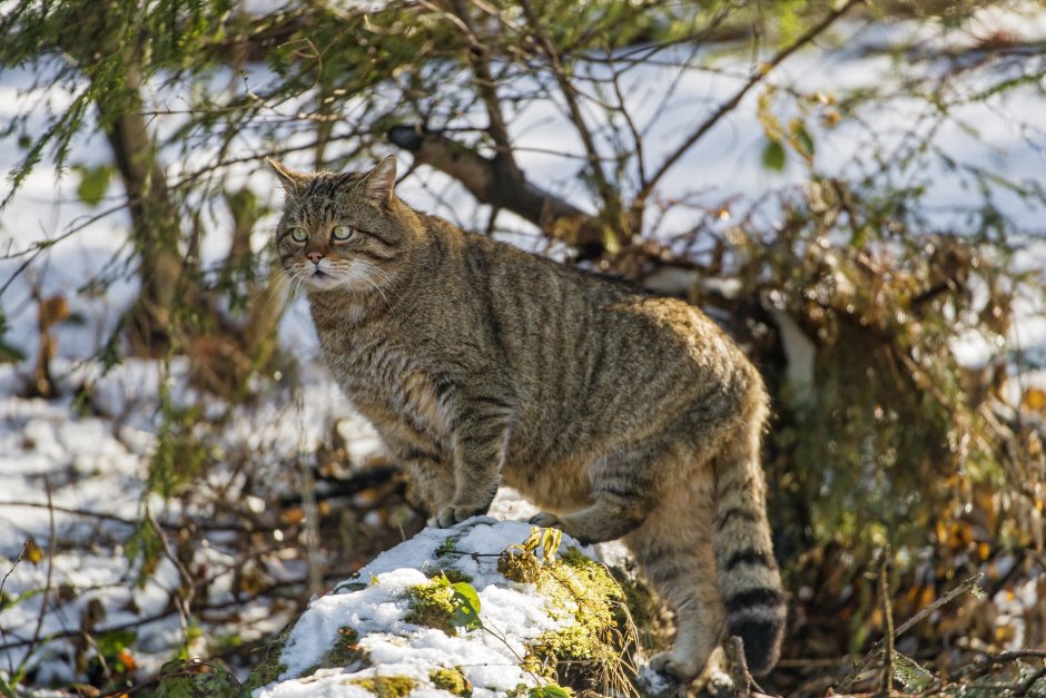 Шотландский дикий Лесной кот
