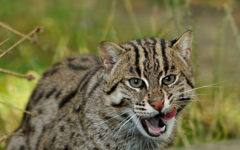 Уссурийский Амурский Лесной кот
