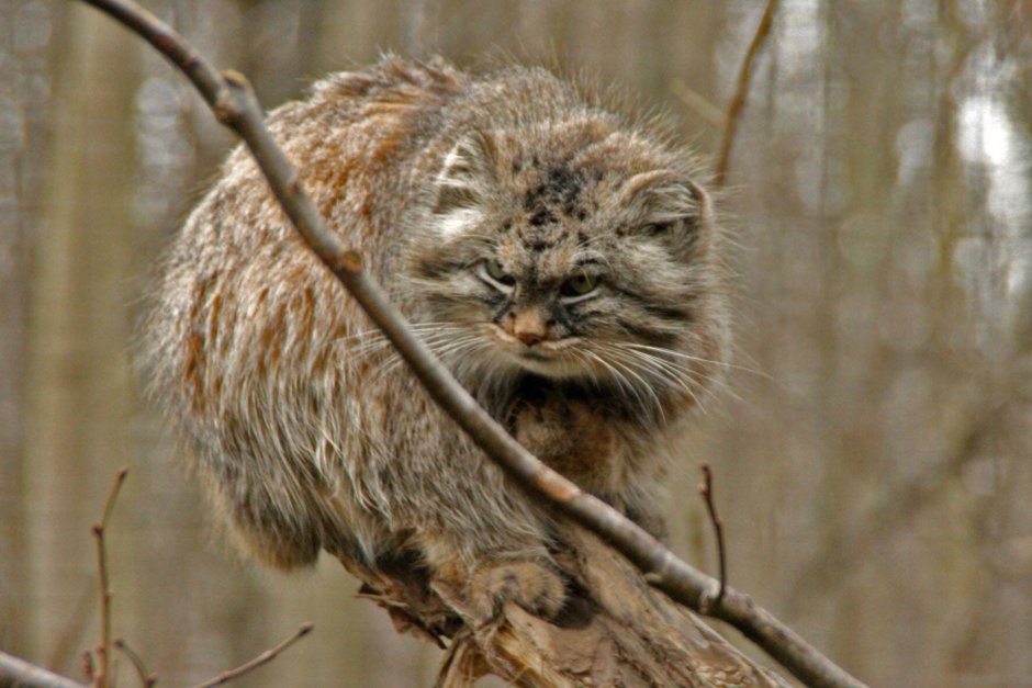 Камышовый кот ареал