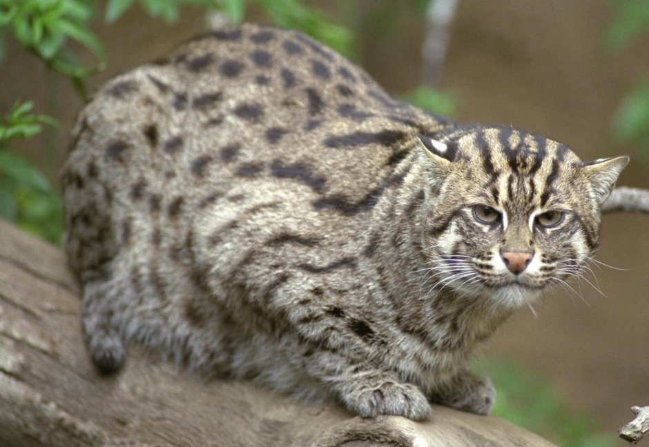 Амурский Лесной кот на охоте