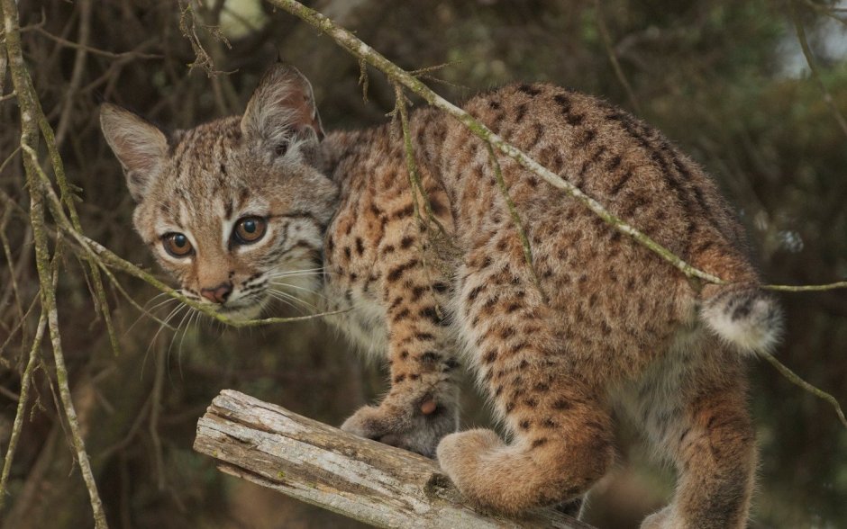 Камышовый кот Felis Chaus