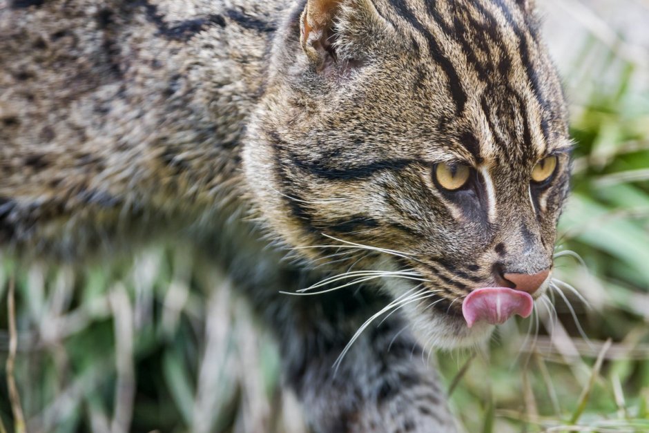 Травяная кошка leopardus Pajeros