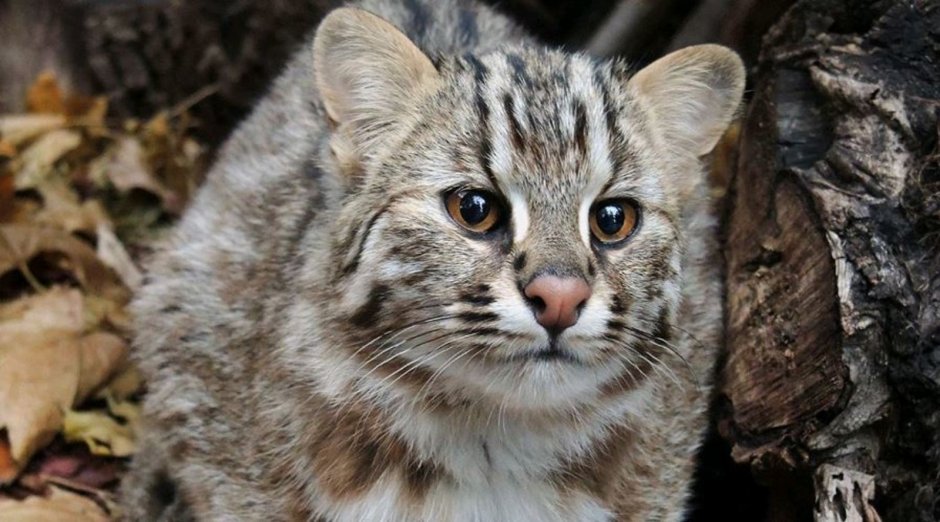Европейский Лесной кот камышовый