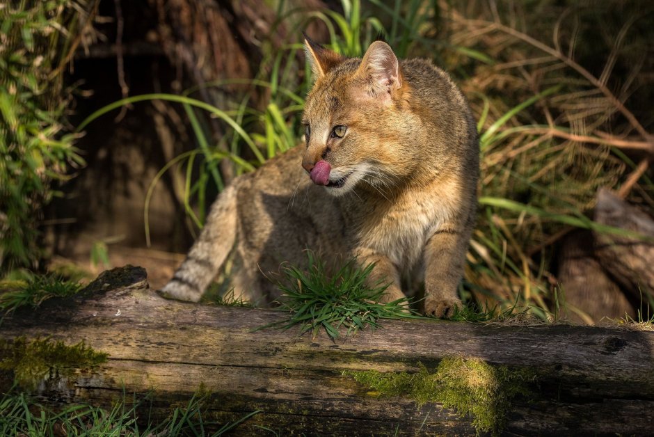 Шотландский дикий Лесной кот