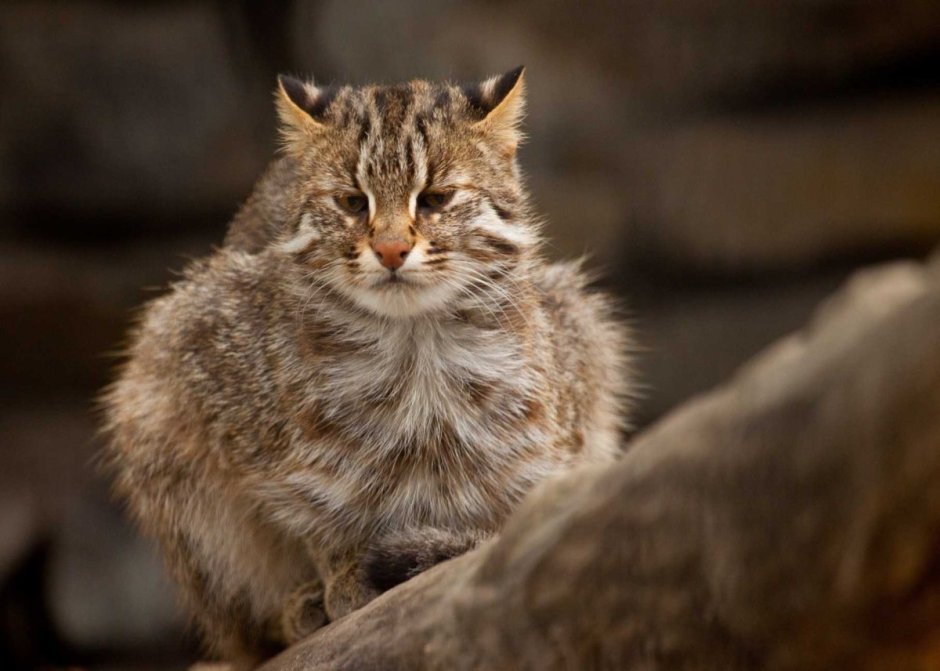 Европейский дикий Лесной кот