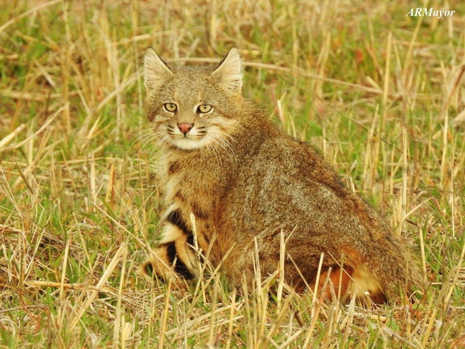 Камышовый кот Иван Иванович