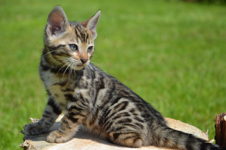 Бенгальская кошка Метиз