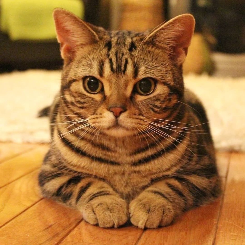 Короткошерстная шиншилла полосатая