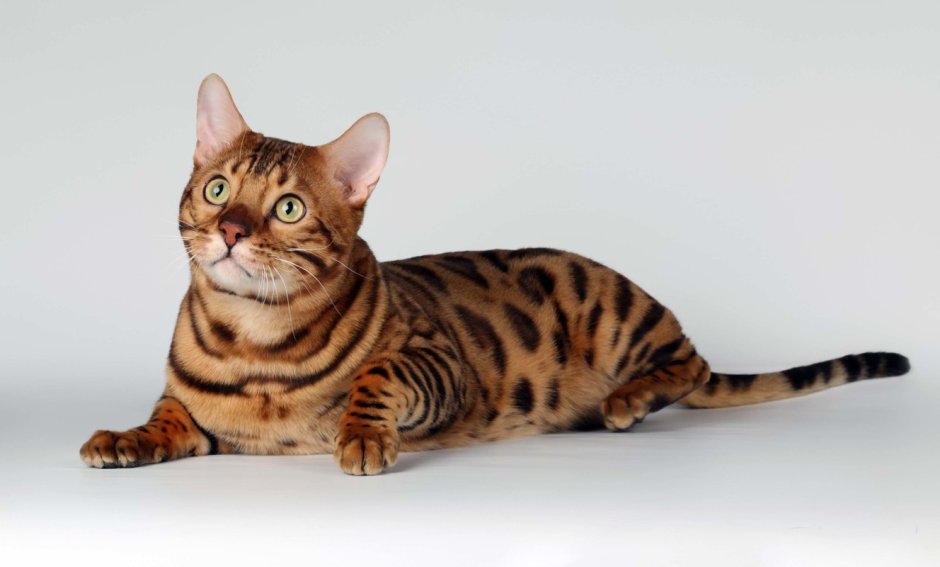 Бенгальская кошка