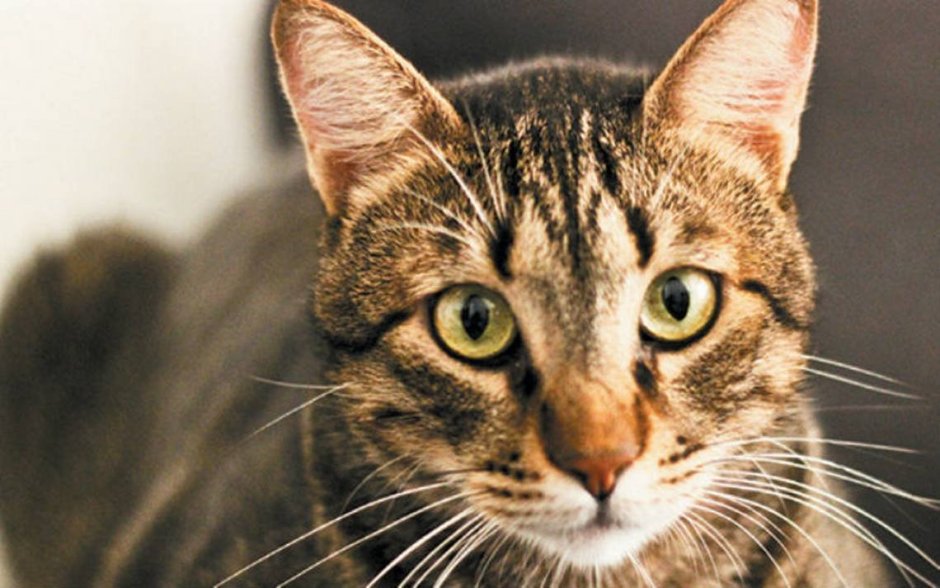 Mackerel tabby