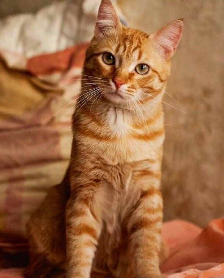 Бразильская короткошерстная кошка рыжая