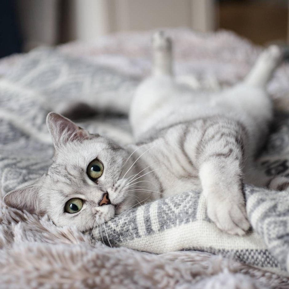 Котенок серебристый табби на розовом фоне спит