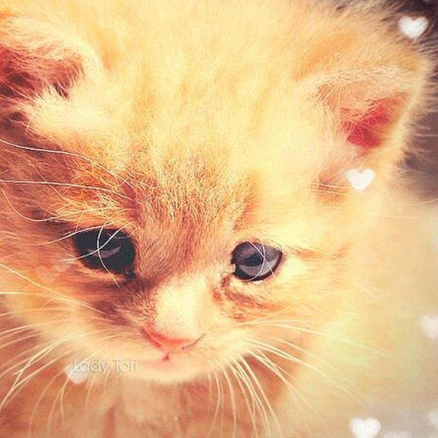 Милый рыжий котик