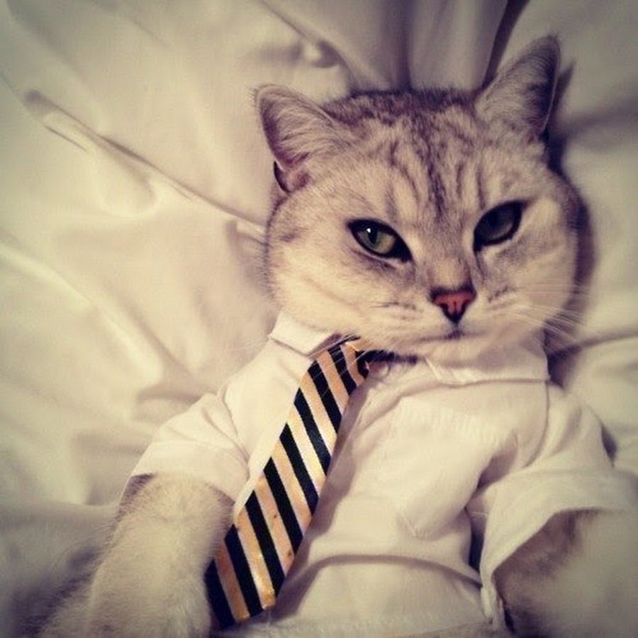 Милые коты