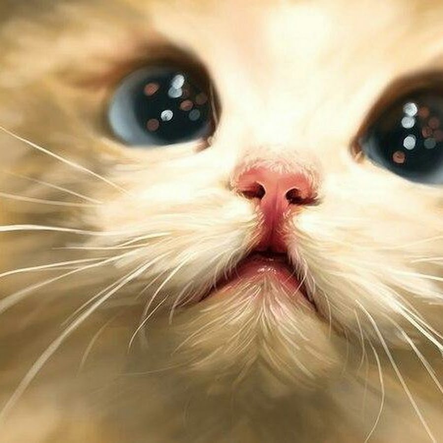 Няшные котики