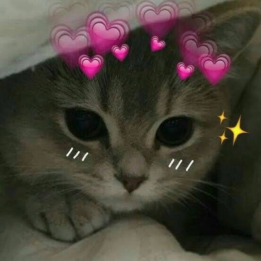 Милый котик с сердечками