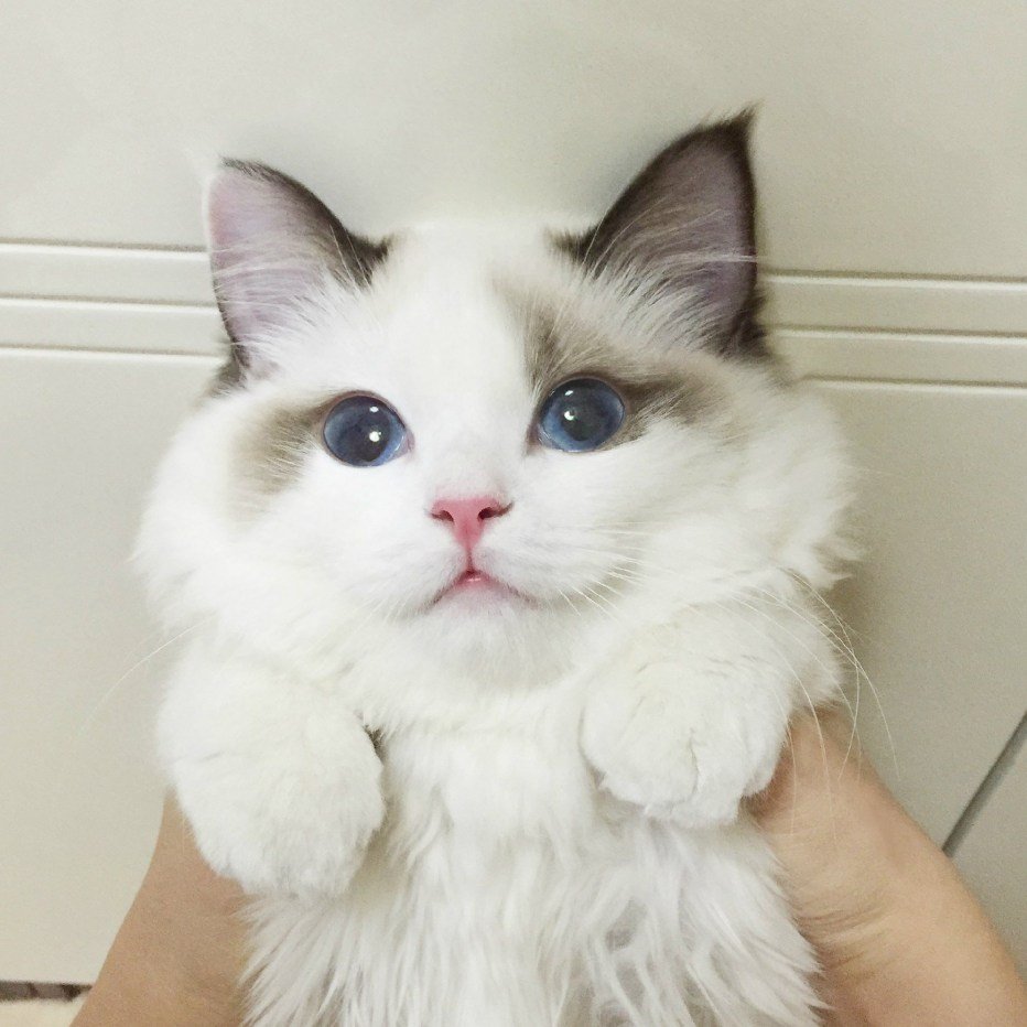 Милые котики с розовыми щечками