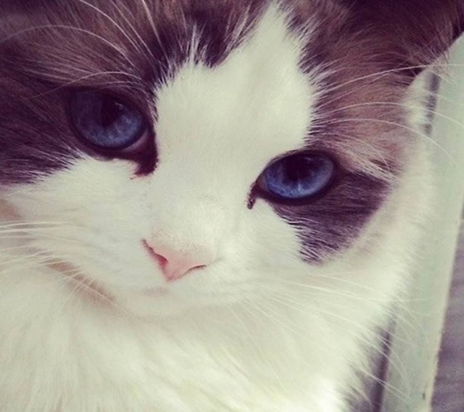 Милые котики на аву