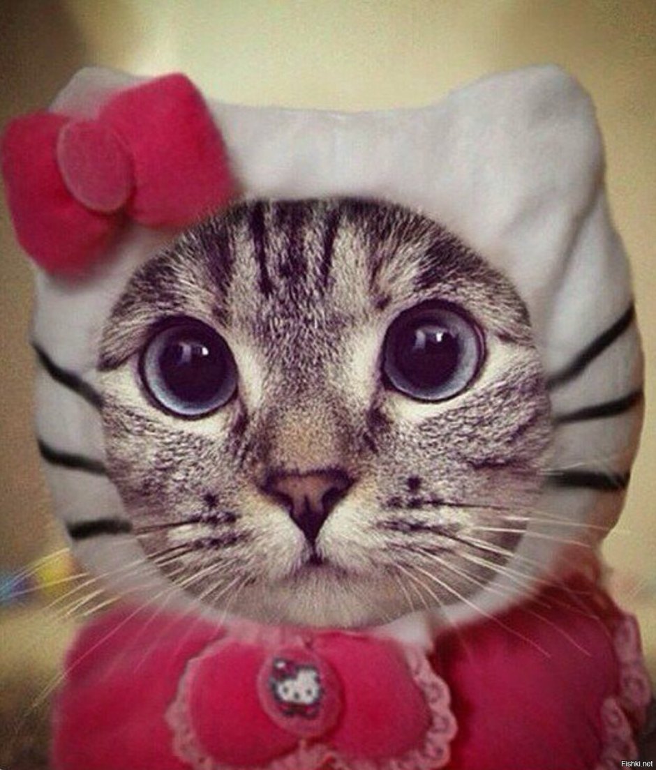 Классные фоточки с котиками