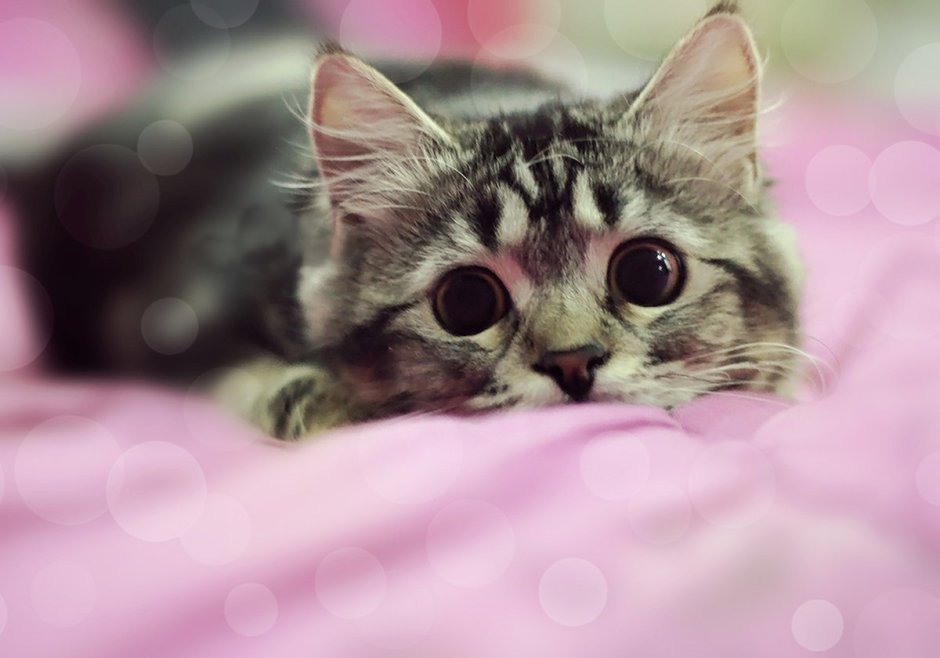 Милые кошечки