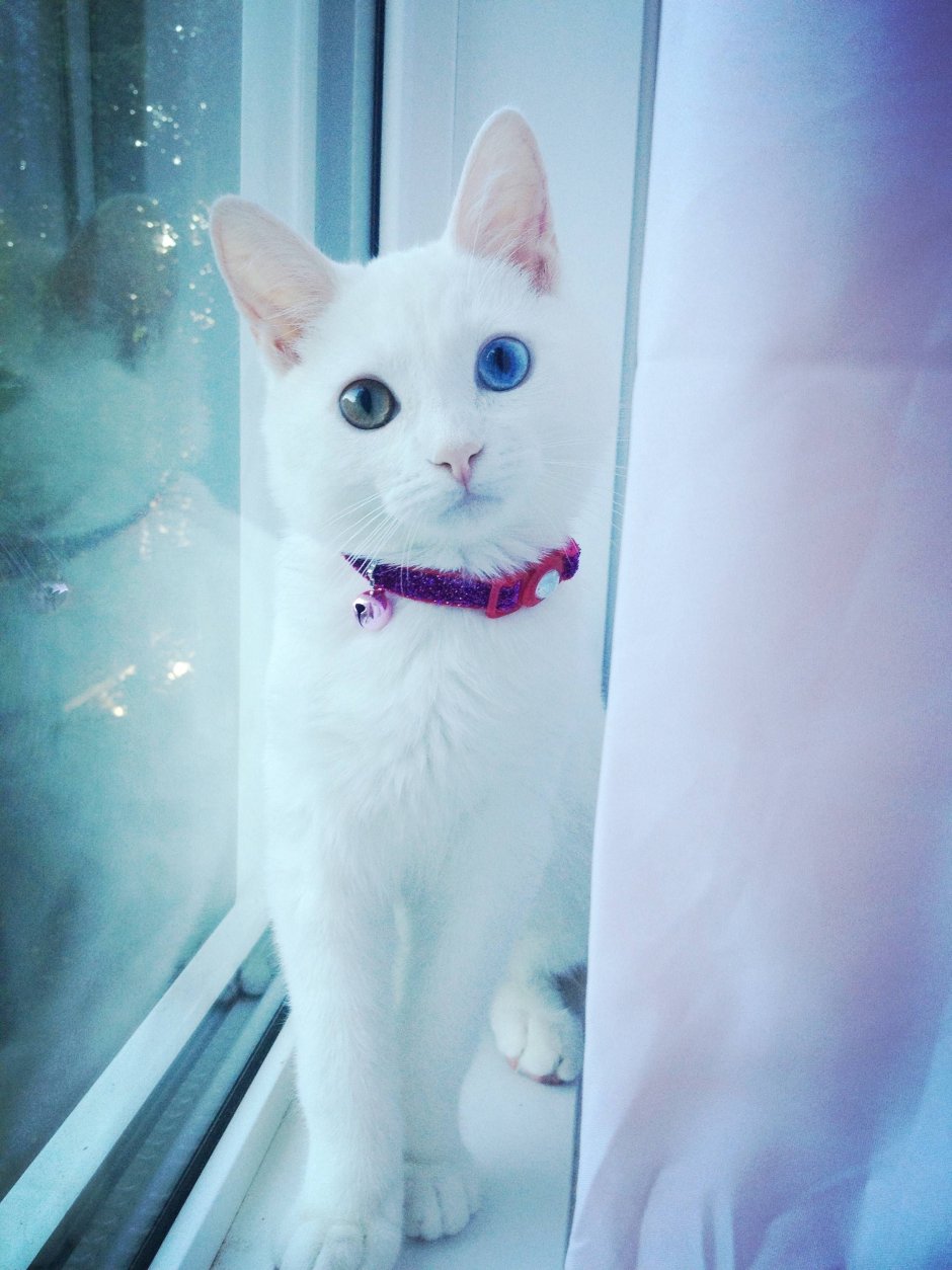 Белаяэ кошка с разным глазами