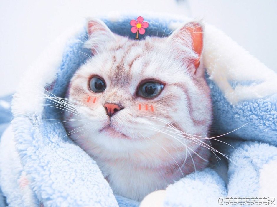 Кот с розовыми щеками