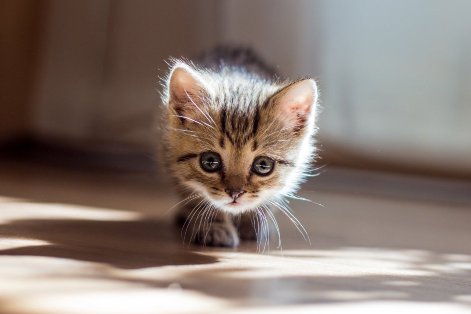 Маленький котенок
