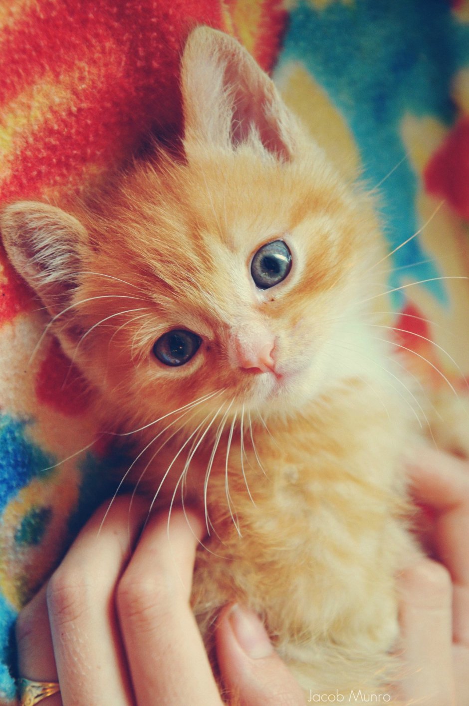 Котята на аву