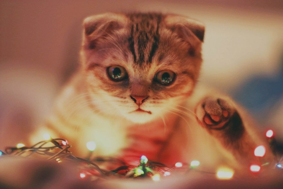 Котята с гирляндой милые
