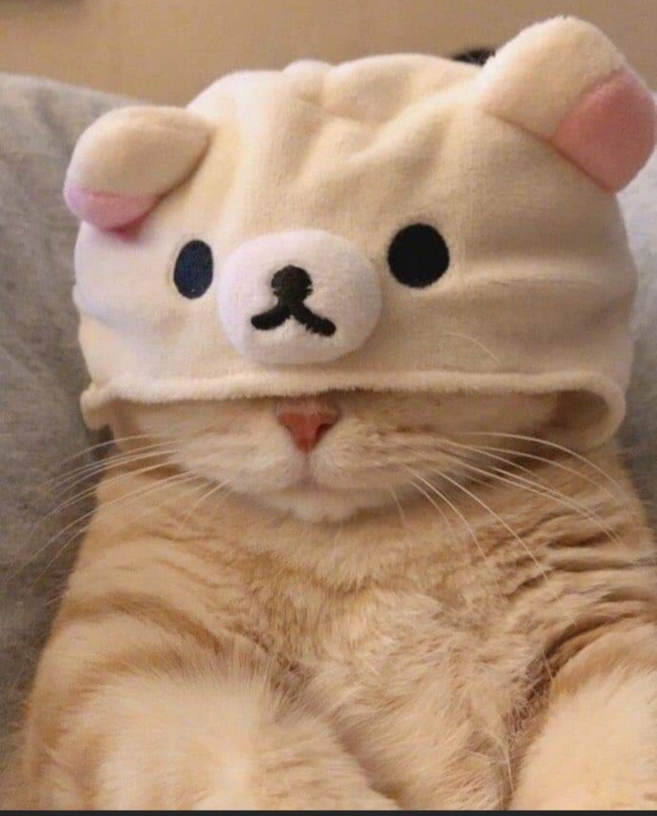 Котик в шапочке мишки