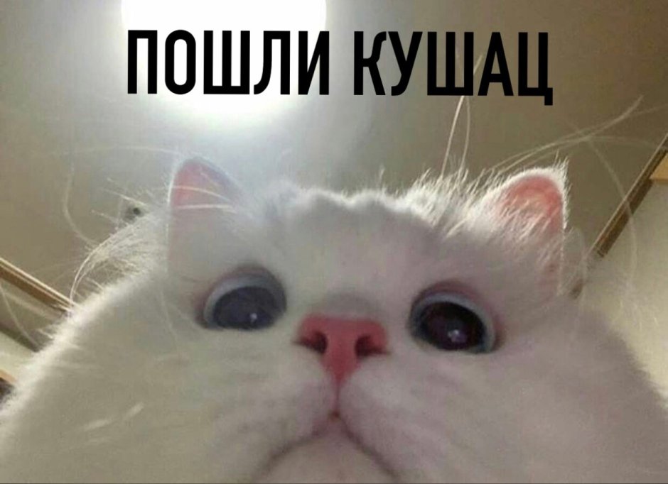 Кот фронталка