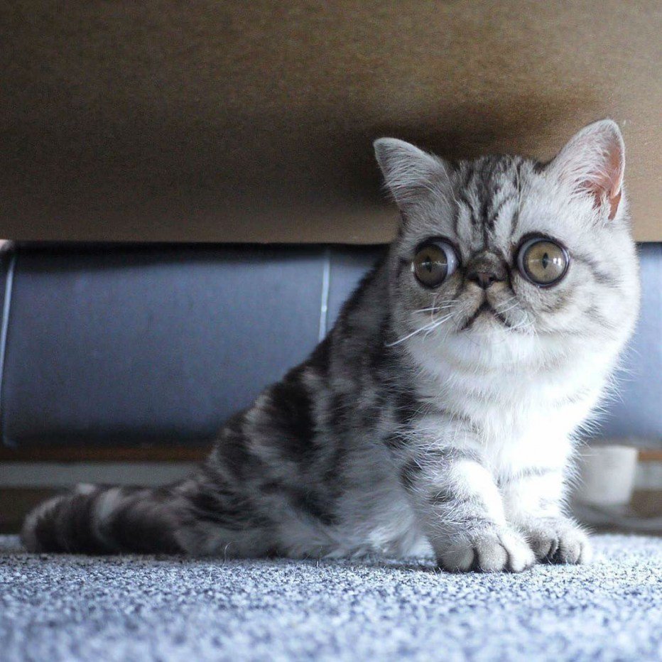 Пучеглазый кот порода