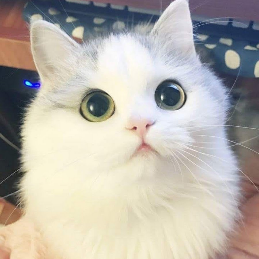 Котик с большими глазами