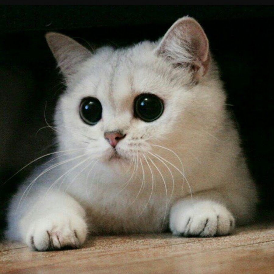 Манчкин Британская шиншилла