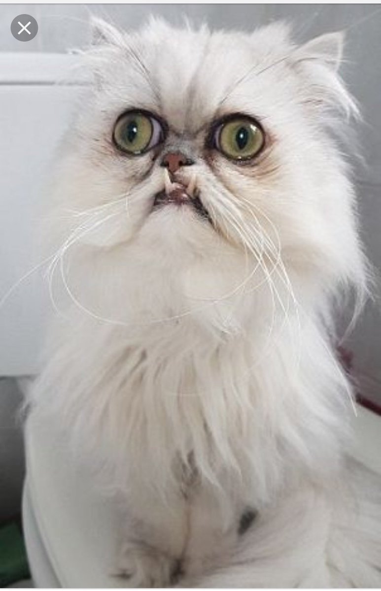 Персидская шиншилла Вилфред