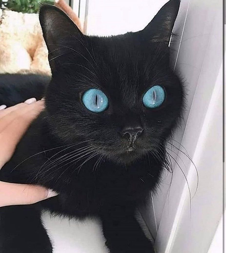 Охос азулес кошка черная