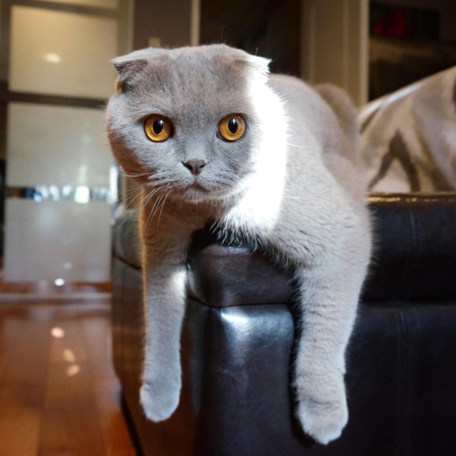 Глазастый кот серый