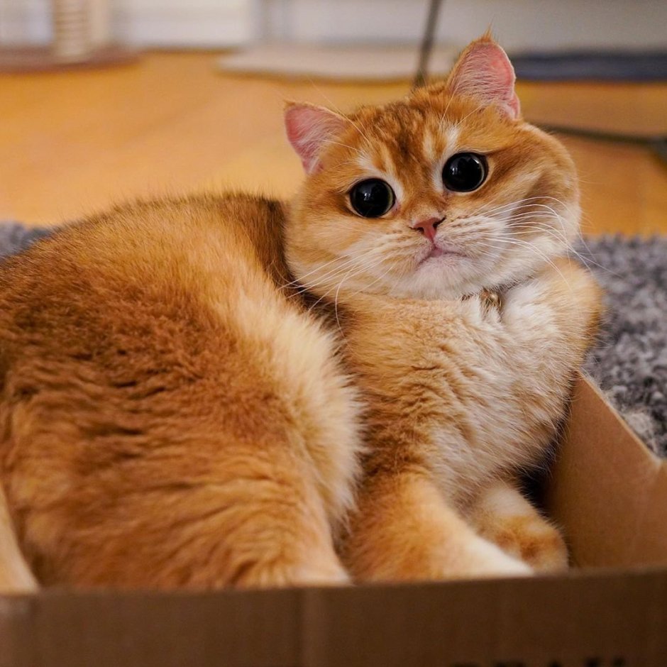 Большеглазые котята